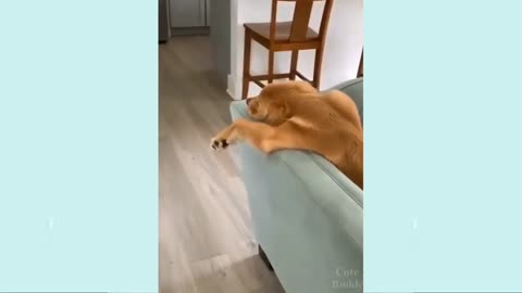 Funny Dog Videos It's time to LAUGH with Dog's life #12