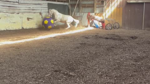 Impatient Hoof Puppy Can't Wait to Play With Giant Ball