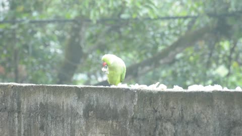 Parrot Eating Like A Human