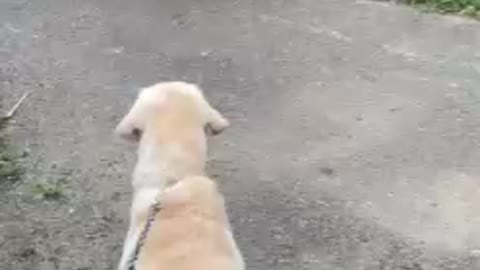 DOG :- COME ON DA COME I WILL FINISH TO ALL