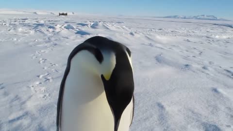 Emperor Penguin taking interests in a human