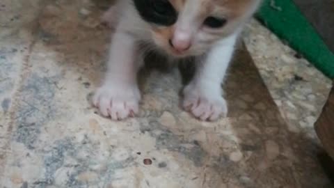 Sofi Kitten Under Computer Table