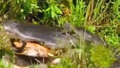 "Crocodile Catches Tortoise: Intense and Unforgettable Video"