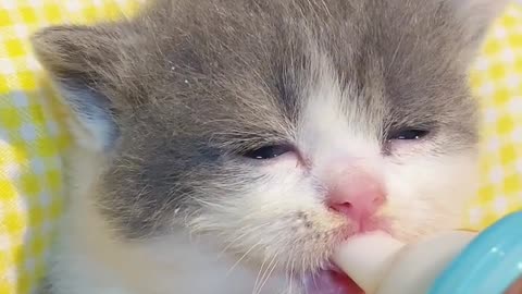 cat drinking milk