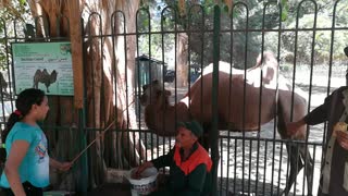 Hungry Hungry Bactrian Camel Eat Carrots By Kids