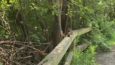 Red Tailed squirrel loves the camera