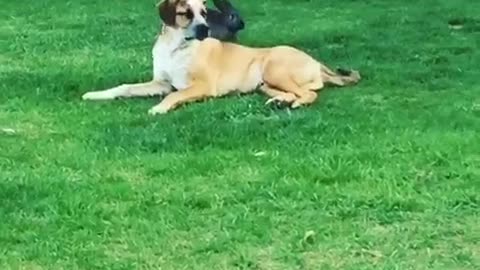 Brown dog trying to nibble and chase black rabbit on grass playful play