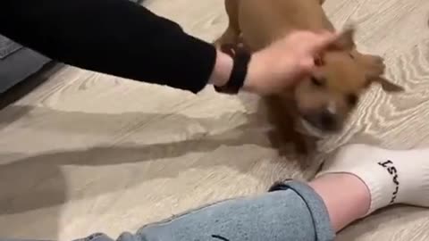 Funny little nervous dog calming down