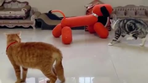 Cute pet cats,pet cats fighting