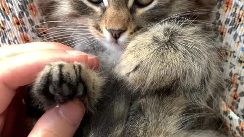 Cute cat Yawning falling asleep