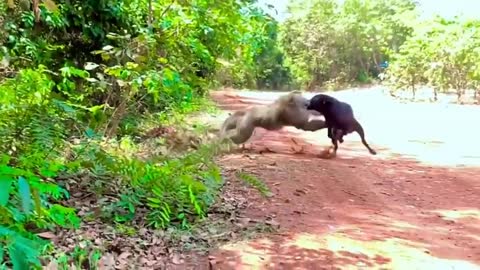 Monkey vs dog real fight | funny dog vs monkey video l funny video l comedy videos