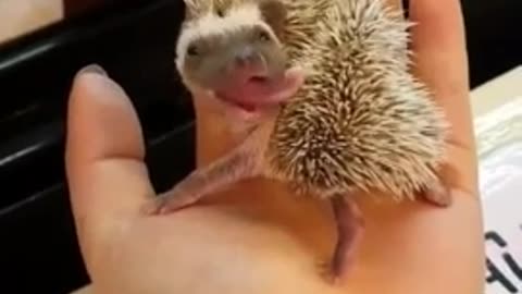 Hedgehog baby