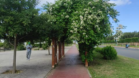 Park besides the road of mehdia beach