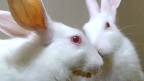 Cute rabbits eating grass