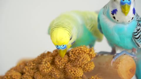 5 Ways tell Your Bird You LOVE it