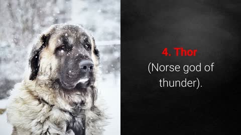 The best names for any Male or female dogs