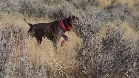 Wild Chukars and Big Mountains