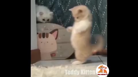 Funny cats and kittens meowing / Cats and Dogs Funny videos / Wow Animals TV