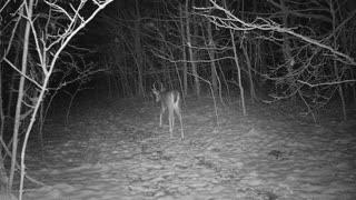 Spike buck in snow