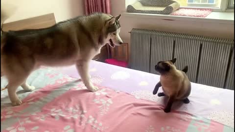 Husky and Siamese cat fighting