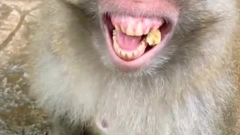 😂😂You Can't Stop Laughing After Seen This Monkey...