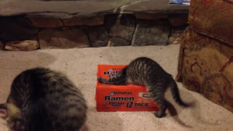 Curious Kittens Play In 'Ramen' Box