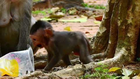 Funny animals# baby monkey hungry#62# love animals.