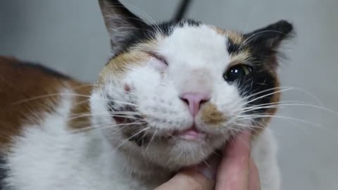 The 10-year-old female stray cat has a gigantic swollen face. part 1