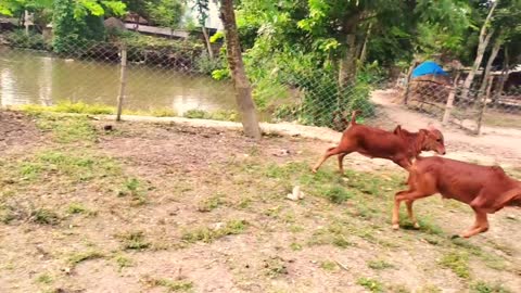 Asian little cow . Very lovely cow baby