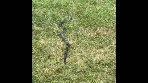 Mae-Thao Finds a Snake