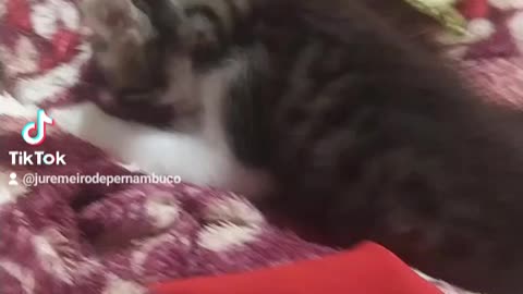 cat sucking on the sheet