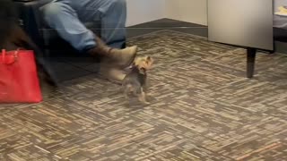 Doggy Has A Blast Playing With Balloon