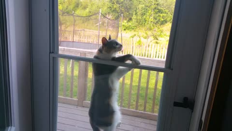 Cat Manages To Trap Itself Between Window And Mesh Screen