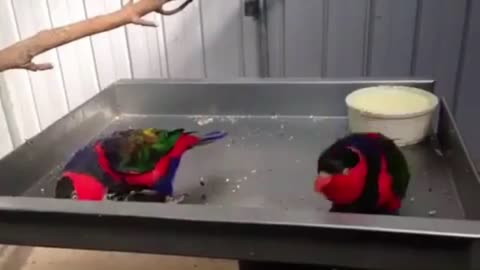 Beautiful time with two parrots eating