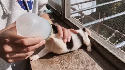 Cute Puppies - Feeding Newborn Puppies Milk