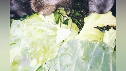 CUTE RABBITS eat cabbage