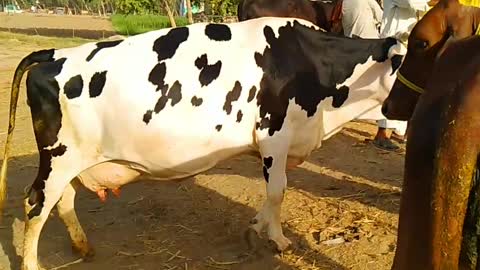 pitbull unloading | buffalo and cow unloading at time tuck for bakra mandi | the big bulls heavy