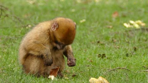 Monkey eats potato