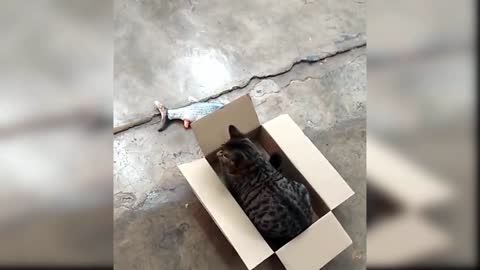 Cute little kitten's satisfying video!