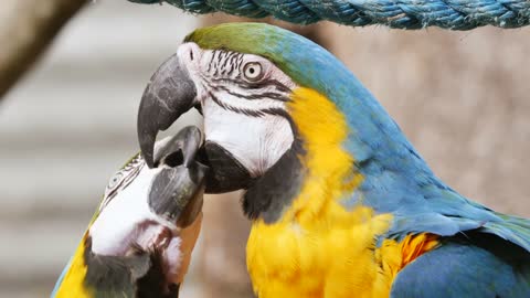 A parrot with a female