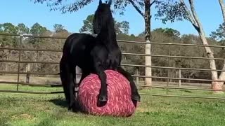 Horse Ball Stretches!