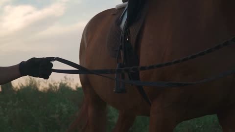 Hand is holding the horse for the reins