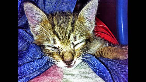 Cute Pet: Adopted Kitten associated with fast talking music