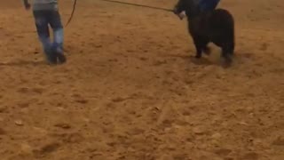 Kids Laughs Himself Off Pony