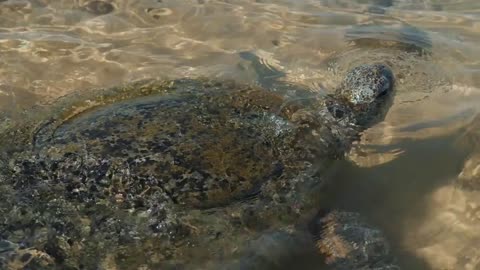 Close-up view of a turtle in the ocean. Sri Lanka ocean beach hikkaduwa in water