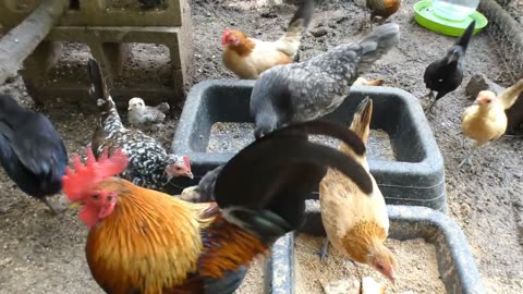 Starchy snacks for bantam chickens and chicks.