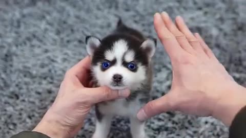 Micro Husky Puppy This husky puppy will melt your heart 😱🐶❤️