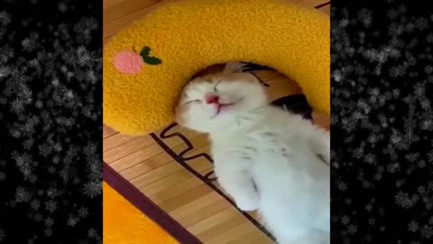 New Funny Videos 2024 😍 Funniest Cats & Dogs Videos🐶😹 Part 33