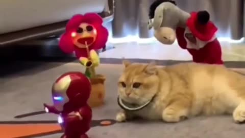 Satisfying cat videos make you happy #Rumble