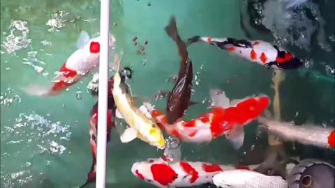 Koi Fish in house